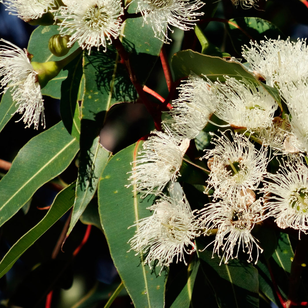 Miel de eucalipto Eucalyptus Honey - Camino Mitad