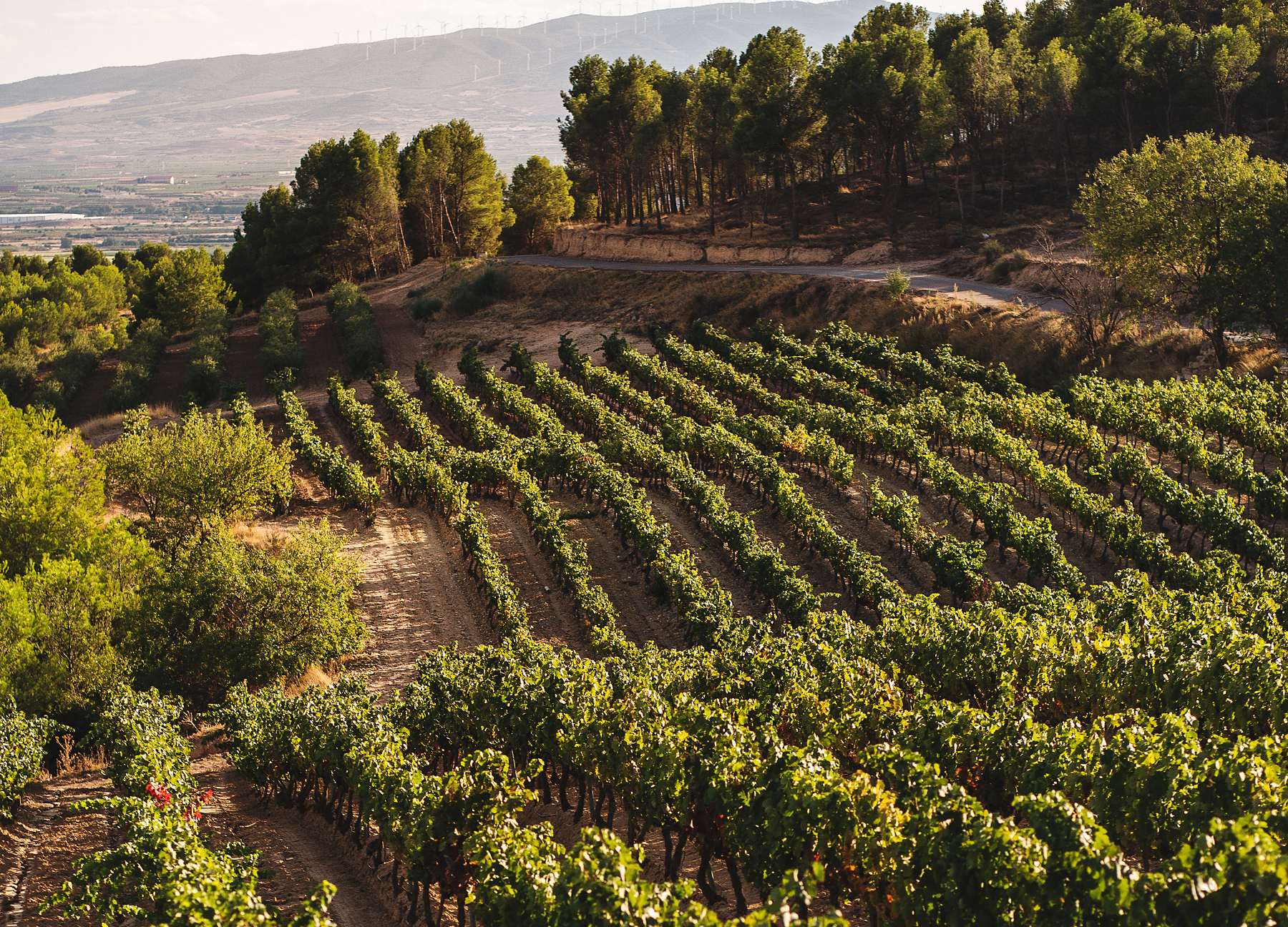 Río Ebro la viña y el vino
